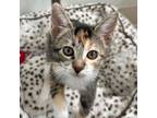 Adopt Willow PL a Domestic Short Hair
