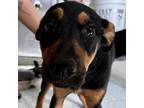 Adopt Drum Stick a Mixed Breed