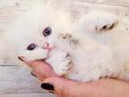 British Longhaired Baby Face Kitten