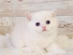 British Shorthair Golden Chinchilla Kitten
