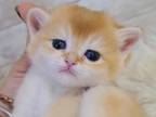 Golden Chinchilla British Shorthair Kitten