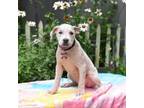 Adopt Palace a Pit Bull Terrier