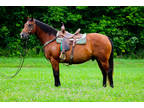 Super Thick Made Bay Quarter Horse Ranch Gelding, Neck Reins, Trail Rides