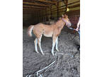 2024 AQHA red or red roan colt