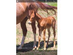 2022 AQHA red roan filly