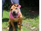 Adopt Moma a Pit Bull Terrier, Terrier