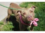 Adopt Aurora a Pit Bull Terrier