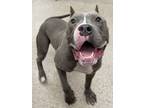 Adopt Bunna a American Staffordshire Terrier, Mixed Breed