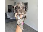 Cocker Spaniel Puppy for sale in New Braunfels, TX, USA