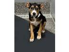 Adopt Cookie a Greater Swiss Mountain Dog, Mixed Breed