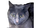 Adopt Amy Rose a Domestic Short Hair
