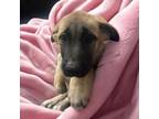 Adopt Vickie a German Shepherd Dog, Saint Bernard