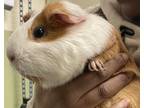 Adopt Biscuit a Guinea Pig