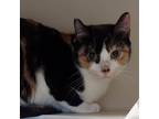 Adopt Nezuko a Domestic Short Hair