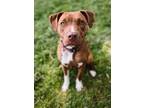 Adopt Squirrel a Mixed Breed