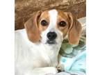 Adopt Ruby a Beagle, Mixed Breed