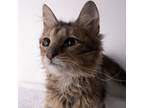 Adopt Starry a Domestic Long Hair