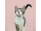 Adopt Pacelli a Domestic Short Hair, Tabby