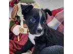 Adopt Antigua a Border Collie, Terrier