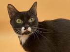 Adopt Saturn a Domestic Short Hair