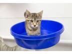 Adopt Penny a Domestic Short Hair