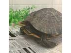 Adopt Gamera a Turtle