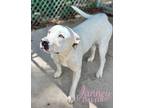 Adopt Janney a Dogo Argentino, Mixed Breed