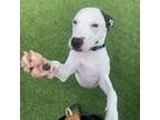 Adopt Blueberry Jelly a Pit Bull Terrier