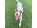 Adopt Strawberry Jam a Pit Bull Terrier