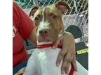 Adopt Grape Jelly a Pit Bull Terrier