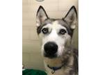 Adopt Rootie Patootie a Siberian Husky, Mixed Breed