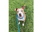 Adopt Nala Pride a Pit Bull Terrier, Mixed Breed