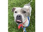 Adopt Ruthie a Pit Bull Terrier, Mixed Breed