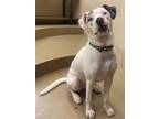 Adopt Blu a Terrier, Mixed Breed