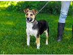 Adopt Bailey a Lancashire Heeler, Terrier