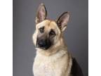 Adopt Lillith a German Shepherd Dog
