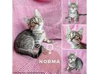 Adopt Norma a Domestic Short Hair