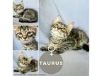 Adopt Taurus a Domestic Short Hair