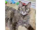 Adopt Stacy's Mom a Domestic Short Hair