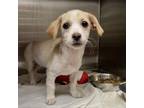 Adopt Boom a Beagle