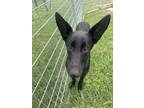 Adopt Lillith a Shepherd, Mixed Breed