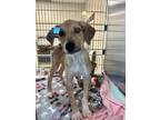 Adopt Anabelle a Hound, Mixed Breed