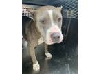 Adopt 56043786 a Pit Bull Terrier, Mixed Breed
