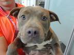 Adopt 56045307 a Pit Bull Terrier, Mixed Breed