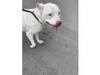 Adopt Misty Mills a Staffordshire Bull Terrier, Mixed Breed