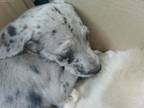 Adopt Marble a Catahoula Leopard Dog, Mixed Breed