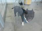 Adopt Bo Peep a Pit Bull Terrier, Mixed Breed