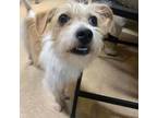 Adopt Uma a Parson Russell Terrier, Mixed Breed
