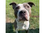Adopt 56046042 a Pit Bull Terrier, Mixed Breed