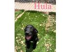 Adopt Hula a Labrador Retriever